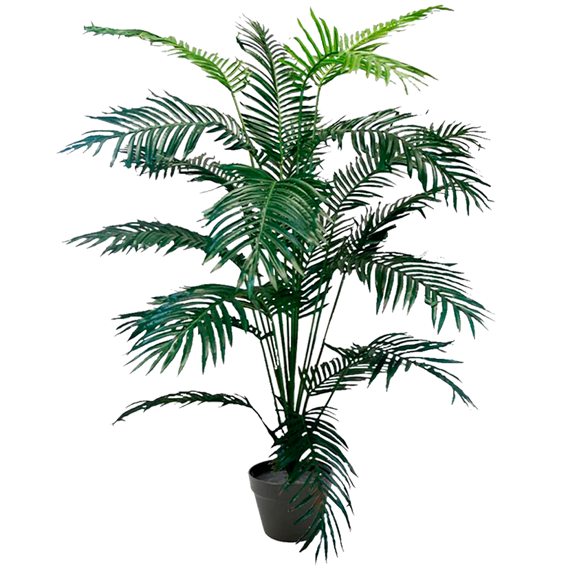 Palmera de Salón 180 cm.