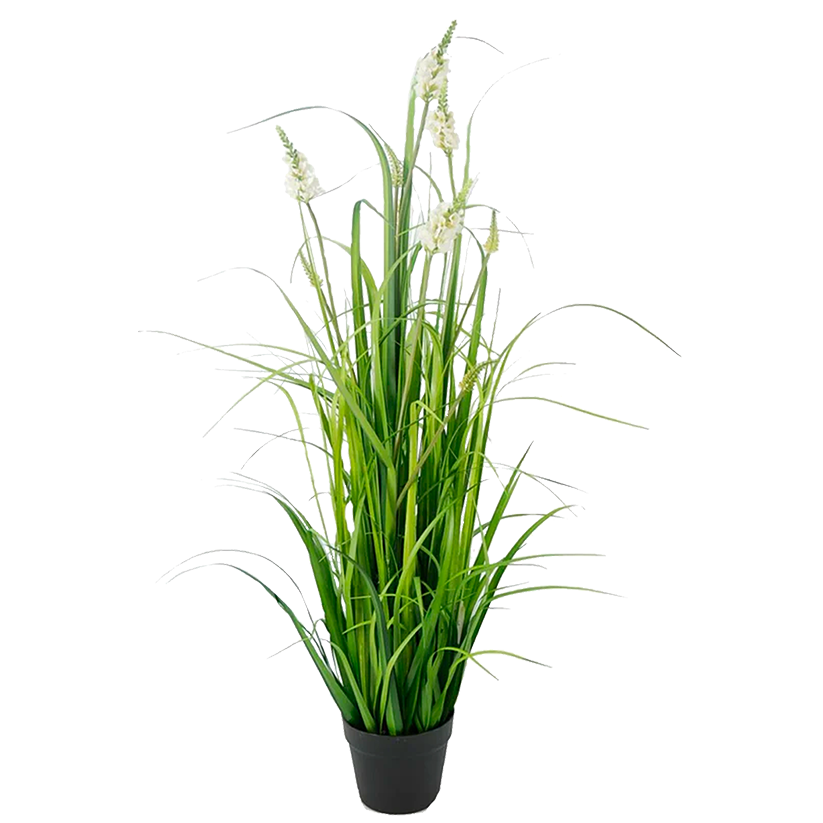 Planta Grass con Flor Crema