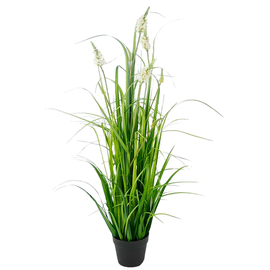 Planta Grass con Flor Crema