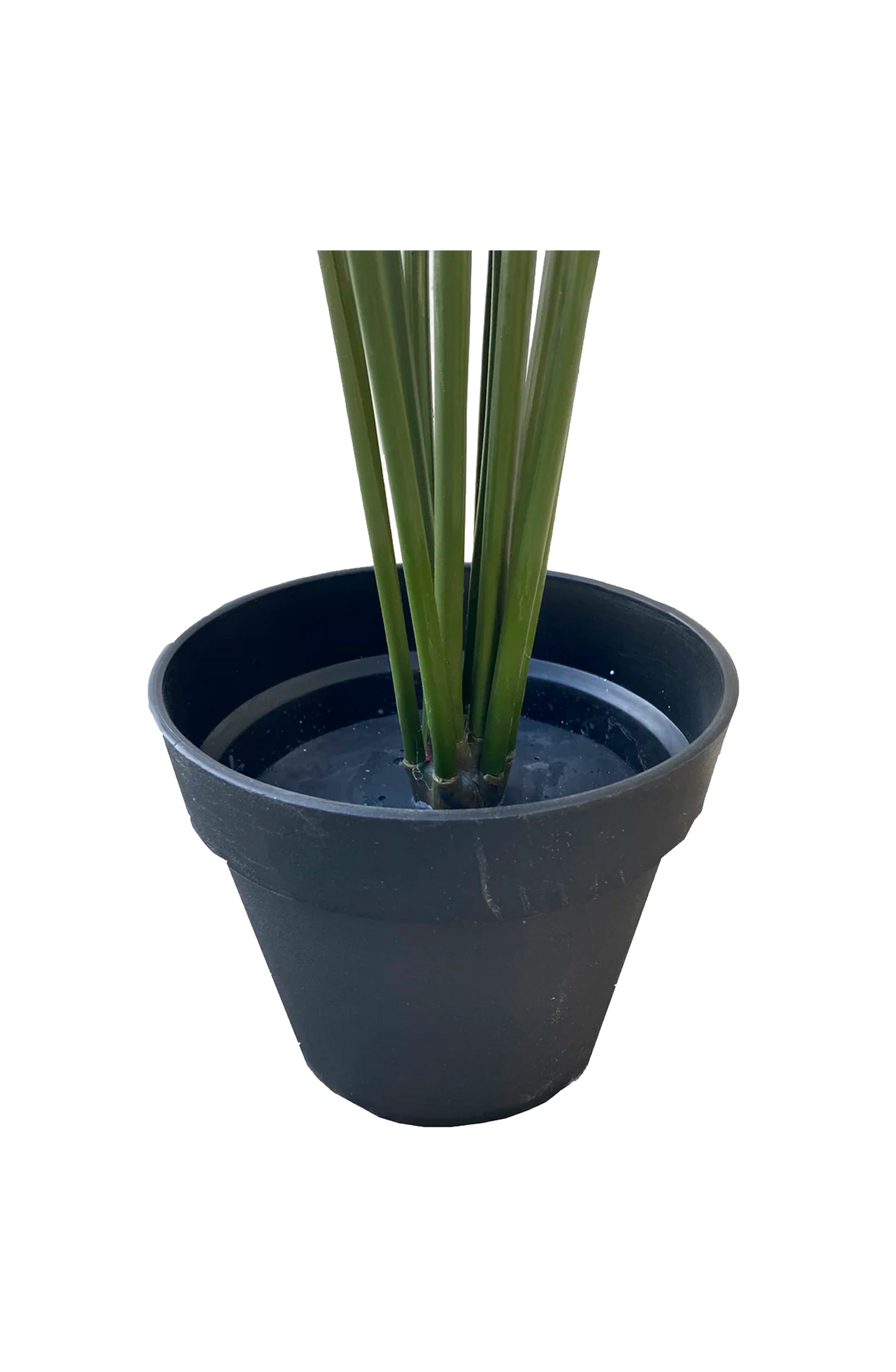 Palmera de Salón 180 cm.